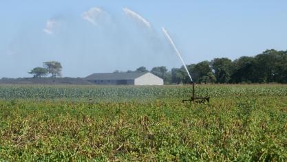 Om bruinrotverspreiding te vermijden, mogen de aardappelpercelen in de betrokken gemeenten enkel beregend worden met ander dan oppervlaktewater (bijvoorbeeld grondwater) mits de installatie vooraf volledig en grondig te spoelen met ander dan oppervlaktewater.
