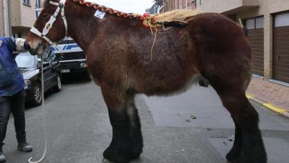 Soevenier van Stijdhem van Vlaams Brabant, eig. Marcel Van Hooidonk& Stal de Broekwinning – Heusden – Zolder.