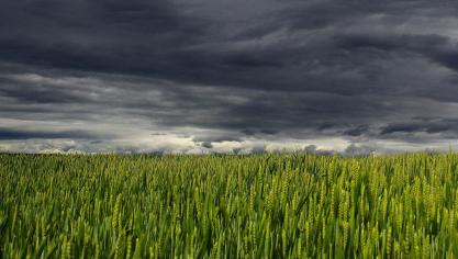 In tegenstelling tot in onze buurlanden hadden de Vlaamse landbouwers nog geen mogelijkheid om zich te verzekeren tegen dergelijke weersrisico’s. Dankzij deze subsidiemaatregel komt daar vanaf volgend teeltseizoen verandering in.