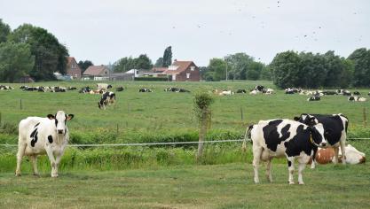 De melkprijs wordt met de klassieke correcties voor vet en eiwit toegepast. De voederprijs wordt geïndexeerd.