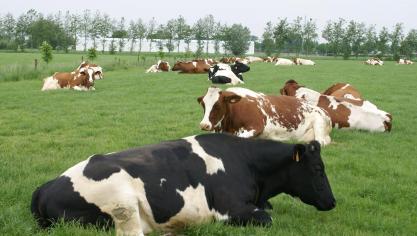 Ondanks meerdere prijsverlagingen zijn de melkprijzen gemiddeld nagenoeg gelijk gebleven aan de vorige maand.