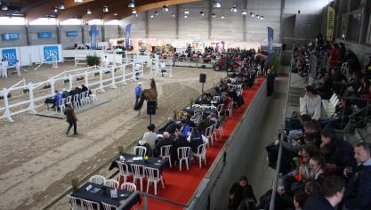 De jaarlijkse hengstenkeuring van Studbook SBS trekt traditioneel veel volk.