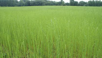 De vezelvlas teelt bestaat reeds 6.000 jaar.