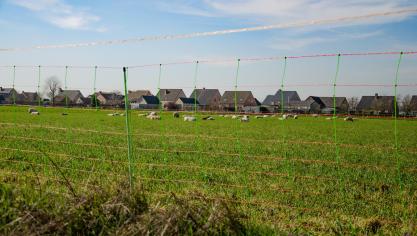 Schapenhouders zeggen onvoldoende beroep te kunnen doen op subsidies om maatregelen tegen wolven te nemen.