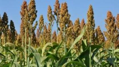 Sorghum