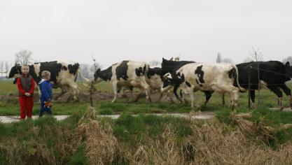 Rabobank verwacht dat zuivelprijzen voorlopig stabiel blijven.