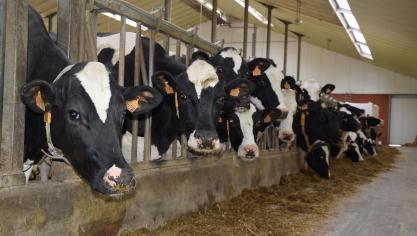 Een nieuwe stal (laten) bouwen, vergt een doordachte aanpak.