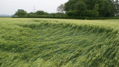 Een correcte toepassing van halmverstevigers moet legeren voorkomen.