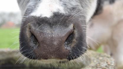 De bedrijfsdierenartsen en de veehouders moeten samen bekijken wat de beste vaccinatiestrategie is, al naargelang de situatie. Daarbij moeten ze in het achterhoofd houden dat BTV-4, het serotype dat momenteel al overal in Frankrijk te vinden is, ‘morgen’ al in België kan zijn.