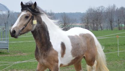 Fellow’s Captain werd als enige hengst goedgekeurd.