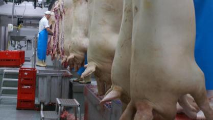 Met ‘Slachtdoordacht’ kan je het meest optimale slachtgewicht van je slachtvarkens bepalen. Het is nuttig om deze simulatie regelmatig te herhalen, vooral bij een gewijzigde economische situatie.