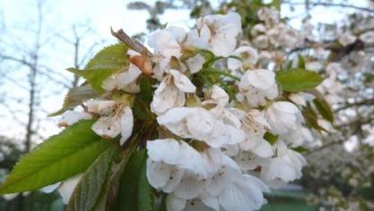 Volgens Boerenbond zal de impact van de vorstschade kleiner zijn dan in 2017, vooral kersen en appels die schade ondervinden.