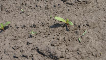 KBIVB adviseert te kijken naar eigen percelen om de opkomst en toestand van bieten, maar ook op onkruiden te checken.