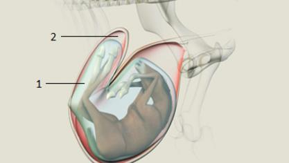 Figuur 1: Ligging van het veulen omgeven door de foetale membranen in de baarmoeder bij een merrie aan het einde van de dracht (Foal in Mare; Jan Govaere, UGent).