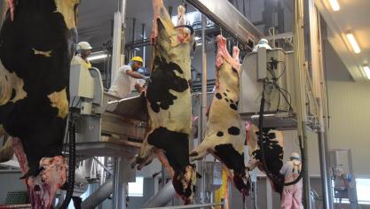 Een mobiel Vlaams controleteam zal overal in Vlaanderen onverwacht slachthuizen kunnen controleren. Deze dierenartsen zullen vooral controleren op dierenwelzijn.