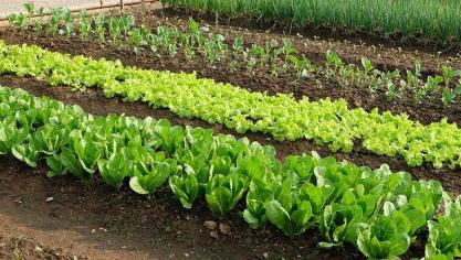 Teeltafwisseling zorgt voor een gezondere bodem en een betere opbrengst in de moestuin.
