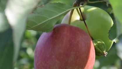 De appel- en perensector wordt geplaagd door lage prijzen.