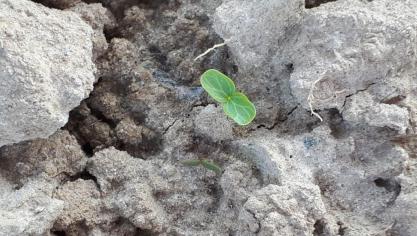 Stem de dosis van het FAR systeem af aan het stadium van de onkruiden en de bieten, zeker nu de onkruiden zich snel ontwikkelen door de hogere temperaturen.