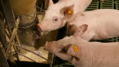 Een goede waterkwaliteit is van groot belang voor de gezondheid en prestaties van de dieren op je bedrijf.