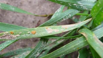 Gele roest breidde afgelopen week opnieuw verder uit.
