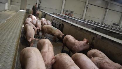 Als je het als praktisch georganiseerd krijgt, heeft het economisch zin om de sneller groeiende varkens eerder aan het slachthuis te leveren en de lichtere varkens nog even langer te laten zitten.