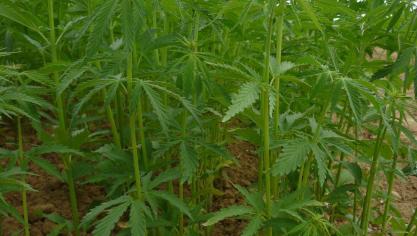 Hemp Invest wil hennep tot linnen  verwerken, zoals vlas.