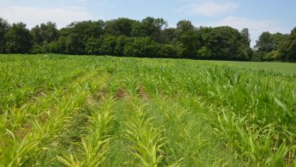 De bestrijding van gierstgrassen vraag een voldoende bodemvochtigheid.