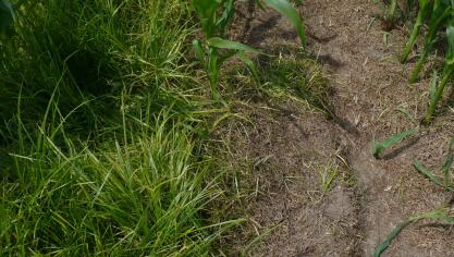 Een landbouwer die een perceel heeft met knolcyperus moet teelten vermijden  waarbij grond wordt afgevoerd.