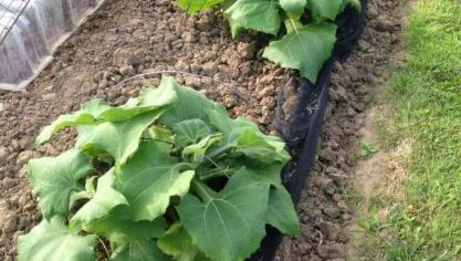 Na de ijsheiligen kunnen de planten naar buiten of kan vollegronds geplant worden.