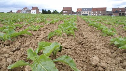 Veel suikerproducenten zitten in zwaar weer, en in Europa worden diverse fabrieken gesloten.