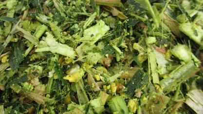 Het rantsoen op basis van ‘verscheurde’ maïs (de korrels zijn verpulverd). De techniek is ook gekend onder de naam Shredlage.