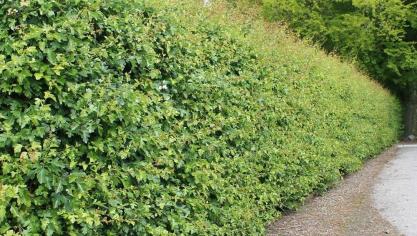 Meidoornhage sluiten goed aan bij een natuurlijk landschap.