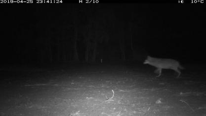 Op beelden van Natuur en Bos is Naya te zien met een bolle buik.
