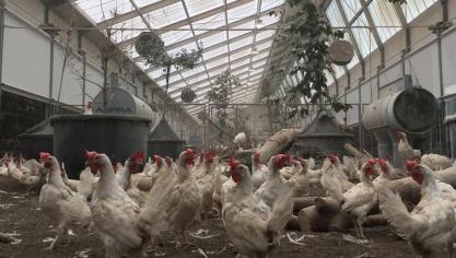 Ook bij de Kipsterstal tracht men de hoeveelheid fijnstof te reduceren. Bemerk de ASPRA® Agro van Smits Agro, één van de geteste technieken in de studie.