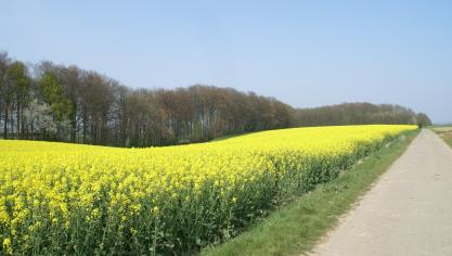 Landbouwgrond blijft nog het meeste plaats innemen in België. Die gronden zijn goed voor 1.353.769 ha of 44
% van de totale oppervlakte.