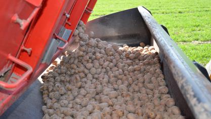 Partijen pootaardappelen die voldoen aan de vereiste kwaliteitsnormen, krijgen een certificering en kunnen vervolgens in de handel worden gebracht.