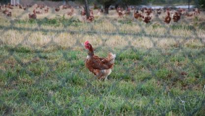 Biologische pluimveehouderij in Wallonië.
