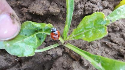 Op 7 mei waren er maar weinig velden met groene bladluizen.