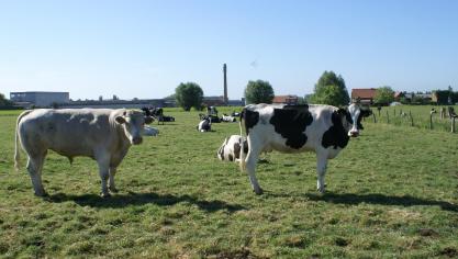 China zal door de Afrikaanse varkenspest mogelijk ook meer zuivel moeten importeren.
