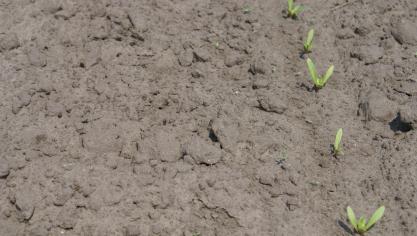 Door de warmere temperaturen werden de laatste tijd meer plaaginsecten gespot.