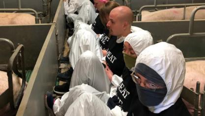 Ruim 100 activisten bezetten een varkenshouderij in Nederland.