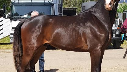 Rasall van de Blinkhoeve blonk uit bij de tweejarige hengsten.