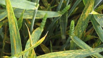 Gele roest blijft sterk aanwezig en breidde afgelopen week opnieuw verder uit.