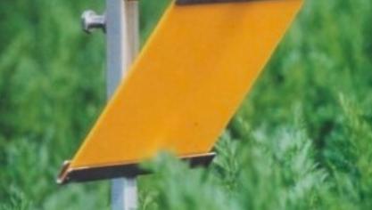 Als de wortel, pastinaak of knolselder gezaaid of geplant zijn, plaatst Inagro de vallen op de ‘gevoelige’ plaatsen in het veld.