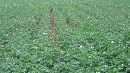 Het aardappelcystenaaltje kan een valplek veroorzaken in het perceel.