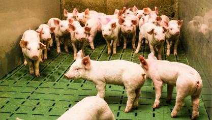 Spreiding binnen een bedrijf kan plaatsvinden door direct contact tussen de dieren onderling of de besmetting van de biggen in de kraamstal na uitscheiding van M. hyopneumoniae door de zeug.