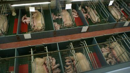 Varkenshouders doen vooral een beroep op Veepeiler in het geval van vruchtbaarheidsproblemen zoals te veel doodgeboren biggen, verwerpers of herlopers of problemen met de spermakwaliteit.