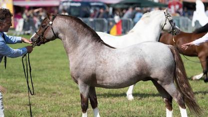 Van de Welsh Pony en Cobs waren alle secties aanwezig.