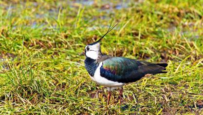 De kievit doet het niet enkel slecht in landbouwgebieden, maar ook in een aantal natuurgebieden. De verdroging van natuurgebieden speelt daar waarschijnlijk een belangrijke rol.