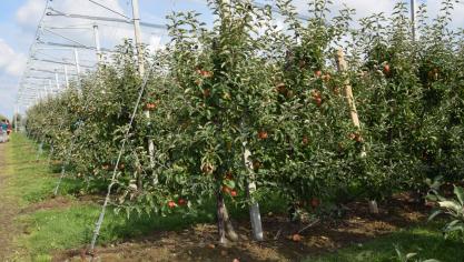 appel onder netten 3